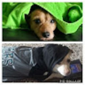 Meet your Posher, Wyatt